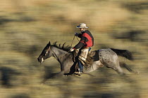 Cowboy riding Domestic Horse (Equus caballus) through field, Oregon