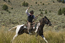 Cowboy riding Domestic Horse (Equus caballus) throwing a lasso, Oregon