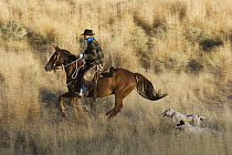 Cowboy riding Domestic Horse (Equus caballus) is followed by two Dogs (Canis familiaris), Oregon