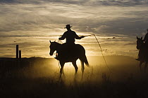 Cowboy on Domestic Horse (Equus caballus) riding with whip at sunset, Oregon