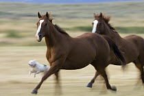 Domestic Horse (Equus caballus) pair galloping, Oregon