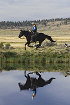 Cowboy riding a Domestic Horse (Equus caballus) beside pond with two dogs, Oregon