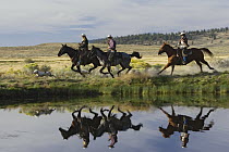Cowboys riding Domestic Horse (Equus caballus) group beside pond with dogs, Oregon