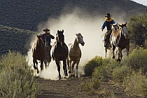 Domestic Horse (Equus caballus) group herded by cowboys, Oregon