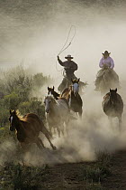 Domestic Horse (Equus caballus) group herded by cowboy and cowgirl, Oregon