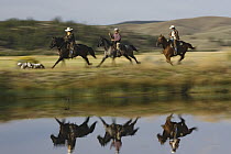 Cowboys riding Domestic Horses (Equus caballus) with dogs (Canis familiaris) running beside pond, Oregon