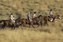 Cowboys and a cowgirl riding Domestic Horse (Equus caballus) pair through field, Oregon