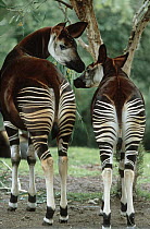 Okapi (Okapia johnstoni) parent with young, native to tropical forests of northern Congo