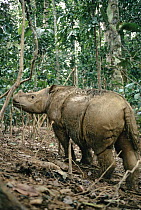Sumatran Rhinoceros (Dicerorhinus sumatrensis) covered in mud after wallowing, critically endangered, Borneo