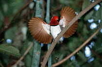 King Bird-of-paradise (Cicinnurus regius) male displaying, Salawati Island, Irian Jaya, west Papua, Indonesia