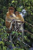Proboscis Monkey (Nasalis larvatus) mother and baby, endangered, Borneo