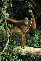 Orangutan (Pongo pygmaeus) male in tree, endangered, Gunung Leuser National Park, Sumatra