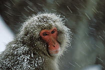 Japanese Macaque (Macaca fuscata) covered in snow, Japanese Alps near Nagano, Japan
