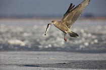 Great Black-backed Gull (Larus marinus) flying with captured fish, Baltic Sea, Germany