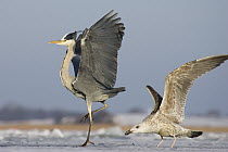 Grey Heron (Ardea cinerea) and young Great Black-backed Gull (Larus marinus), Usedom, Germany