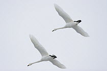 Whooper Swan (Cygnus cygnus) pair flying, Germany