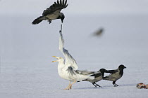 Hooded Crow (Corvus cornix) teasing a Herring Gull (Larus argentatus), Germany