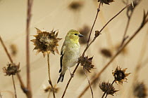 American Goldfinch (Carduelis tristis) foraging for seed from dried flowers in winter, New Mexico
