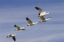 Snow Goose (Chen caerulescens) flock flying overhead, Bosque del Apache National Wildlife Refuge, New Mexico