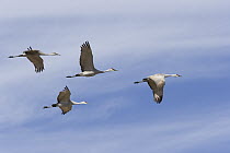 Sandhill Crane (Grus canadensis) flock flying in formation during migration, Bosque del Apache National Wildlife Refuge, New Mexico