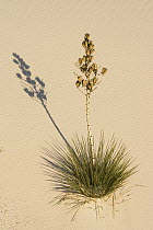 Soaptree Yucca (Yucca elata) in gypsum sand, White Sands National Park, New Mexico