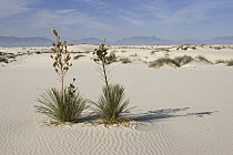 Soaptree Yucca (Yucca elata) pair in gypsum sand, White Sands National Park, New Mexico