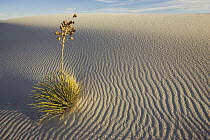 Soaptree Yucca (Yucca elata) growing in gypsum sand, White Sands National Park, New Mexico