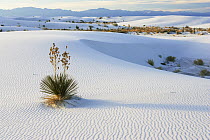 Soaptree Yucca (Yucca elata) growing in gypsum sand, White Sands National Park, New Mexico