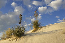 Soaptree Yucca (Yucca elata) pair growing in gypsum sand, White Sands National Park, New Mexico
