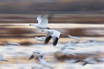 Snow Goose (Chen caerulescens) flock flying over wetland, Bosque del Apache National Wildlife Refuge, New Mexico