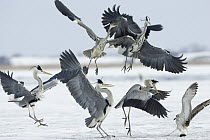 Grey Heron (Ardea cinerea) group of five competing with a lone gull for a fih, Usedom, Germany