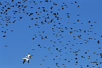 Red-winged Blackbird (Agelaius phoeniceus) and Yellow-headed Blackbird (Xanthocephalus xanthocephalus) mixed flock with Snow Goose (Chen caerulescens) pair, Bosque del Apache National Wildlife Refuge,...