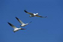 Snow Goose (Chen caerulescens) trio flying during migration, Bosque del Apache National Wildlife Refuge, New Mexico