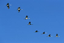 Sandhill Crane (Grus canadensis) flock flying during migration, Bosque del Apache National Wildlife Refuge, New Mexico