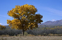 Fremont Cottonwood (Populus fremontii) with fall color, Bosque del Apache National Wildlife Refuge, New Mexico