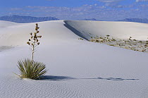 Soaptree Yucca (Yucca elata) growing in gypsum sand dunes, White Sands National Park, Chihuahua Desert, New Mexico