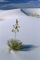 Soaptree Yucca (Yucca elata) growing in gypsum sand dunes, White Sands National Park, Chihuahua Desert, New Mexico