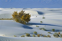 Fremont Cottonwood (Populus fremontii) amid gypsum dune fields, White Sands National Park, Chihuahua Desert, New Mexcio