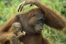 Orangutan (Pongo pygmaeus) mother holding baby, endangered, Borneo