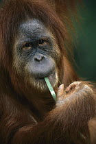 Orangutan (Pongo pygmaeus) eating a blade of grass, endangered, Borneo