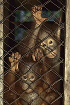 Orangutan (Pongo pygmaeus) orphan pair in cage, endangered, Borneo