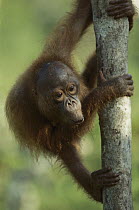 Orangutan (Pongo pygmaeus) baby clinging to a tree trunk and calling, endangered, Borneo