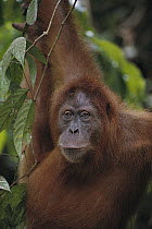 Orangutan (Pongo pygmaeus) hanging in a tree, endangered, Sumatra