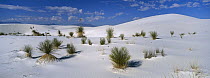 Soaptree Yucca (Yucca elata) growing in Gypsum Dunes, White Sands National Park, Chihuahua Desert, New Mexico
