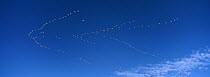 Snow Goose (Chen caerulescens) flock flying during migration, Bosque del Apache National Wildlife Refuge, New Mexico