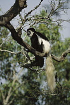 Angolan Colobus (Colobus angolensis) in tree, Africa