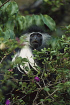 Angolan Colobus (Colobus angolensis) in tree, Africa