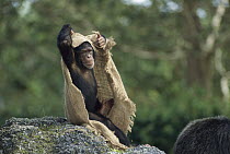 Chimpanzee (Pan troglodytes) juvenile playing with burlap sack, Africa