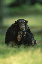 Chimpanzee (Pan troglodytes) mother hugging infant, endangered, Africa