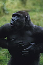 Western Lowland Gorilla (Gorilla gorilla gorilla) male beating chest in threat display, endangered, central Africa
